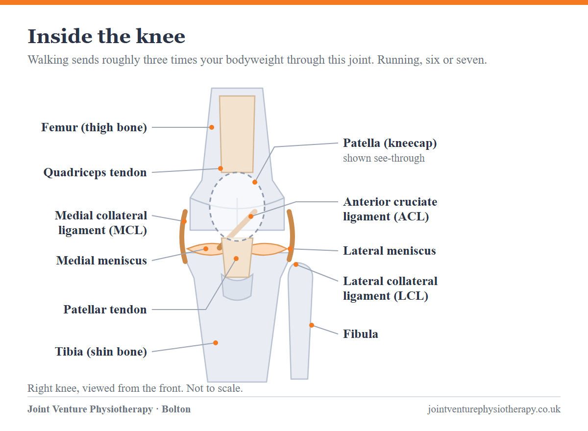Front-view diagram of a right knee labelling the femur, tibia, fibula, patella shown semi-transparent, quadriceps tendon, patellar tendon, medial and lateral menisci, anterior cruciate ligament, and the medial and lateral collateral ligaments.