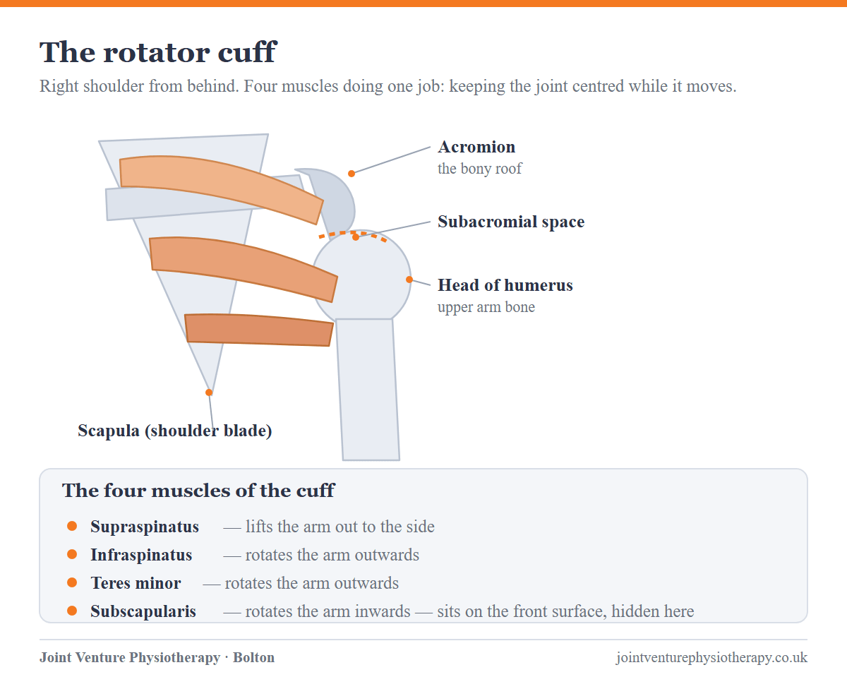 Diagram of a right shoulder seen from behind, labelling the scapula, spine of the scapula, acromion, subacromial space and head of the humerus, with the four rotator cuff muscles listed: supraspinatus, infraspinatus, teres minor and subscapularis, and the movement each one produces.